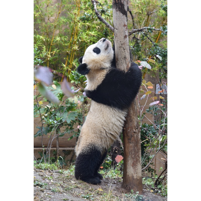 木につかまる子パンダ