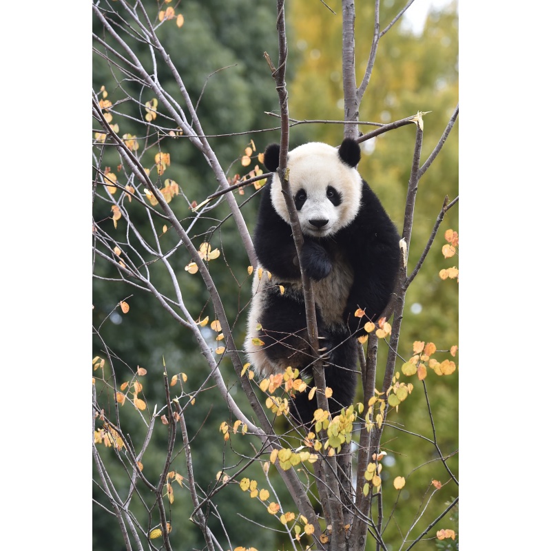 木に登っている子パンダ