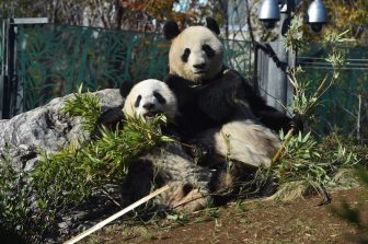 上野動物園の双子パンダ、ラグビーボール型のふんは大人に近づいている証？