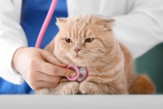 シニア猫ほどリスク高まる「内分泌疾患」　早期で気づくための注意点と予防法