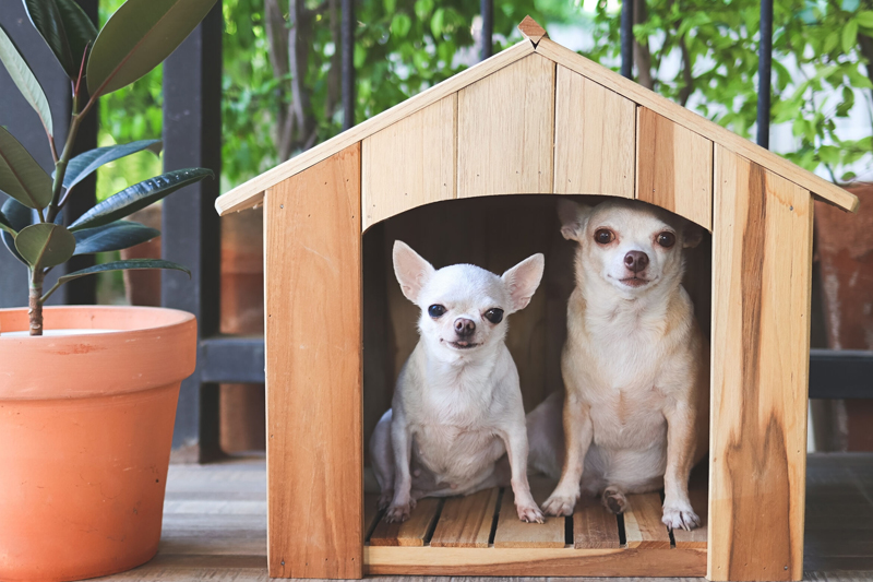 家の中に子犬が安心できる場所を作る（Ph／イメージマート）
