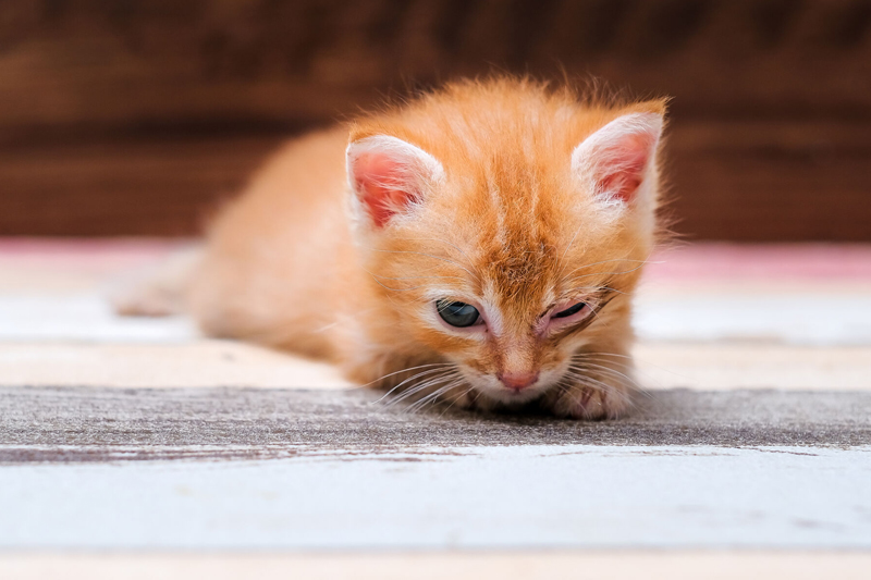 猫の目の病気で圧倒的に多い「結膜炎」（Ph／イメージマート）