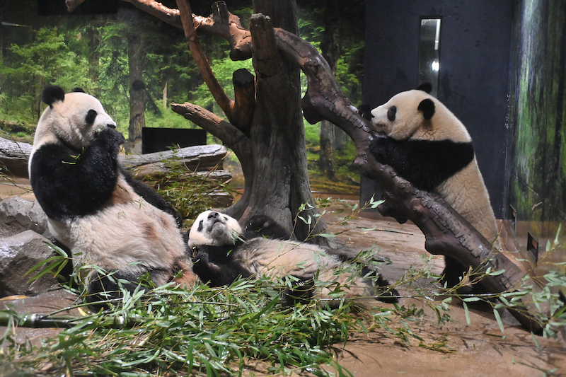 左から、シンシン、シャオシャオ 、レイレイ（Ph／（公財）東京動物園協会）