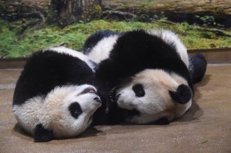 すくすくと成長中！上野の双子パンダは1か月で4kg増、食欲旺盛で母パンダの授乳や竹が大好物