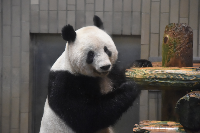 2月21日に中国に返還されるシャンシャン（Ph／（公財）東京動物園協会）