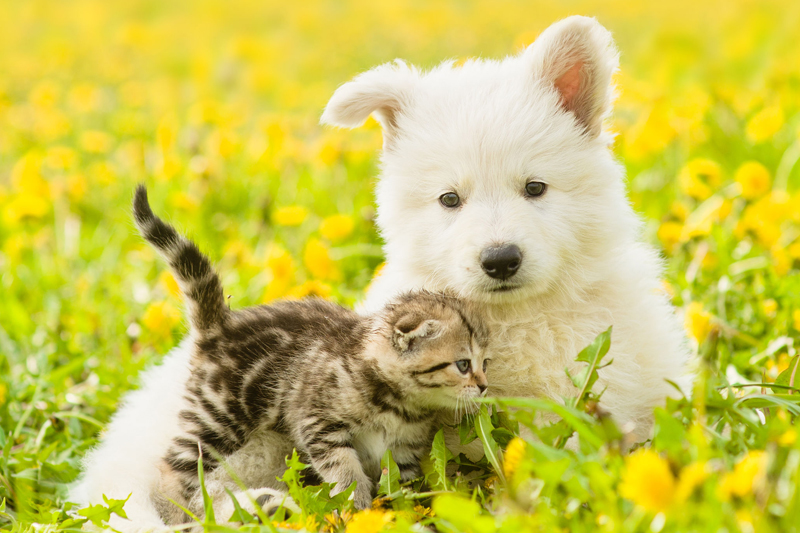 犬や猫の場合も花粉症に苦しむことも？（Ph／イメージマート）