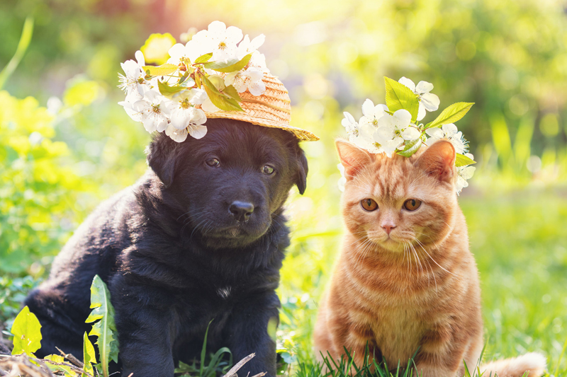 犬や猫が春にかかりやすい健康トラブルは？（Ph／イメージマート）