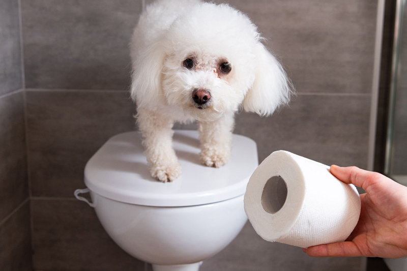 犬のトイレ、しつけのコツとは？（ph／イメージマート）