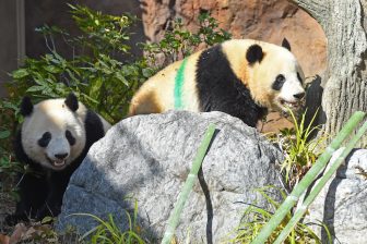 上野動物園の双子パンダが「親離れ」　新しい環境で暮らし始めるまでに行われた4ステップ