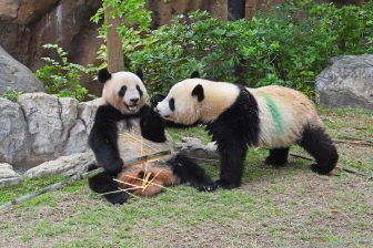 2歳になった双子パンダ、暑い夏をどう過ごしてる？上野動物園では誕生日企画も実施中