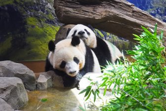 母から離れて4か月、上野の双子パンダ　トレーニングがスタートし、大人への階段をまた一歩登る