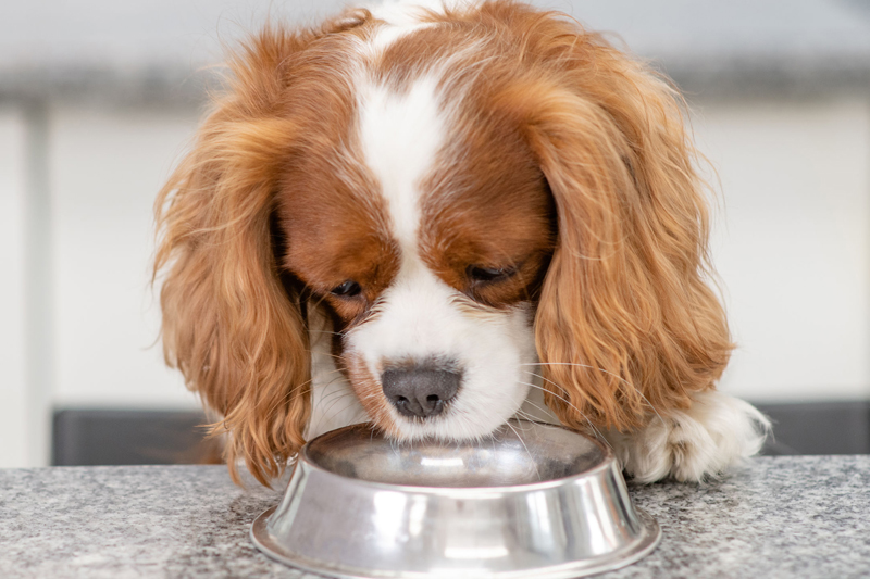 犬が水を飲まなくなるのは体調が悪いときだけじゃない！理由や対処方法を獣医師が解説（Ph／イメージマート）