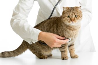 猫の死因に多い「肥大型心筋症」、どう予防？治療法は？遺伝子検査でリスクわかる？【獣医師監修】
