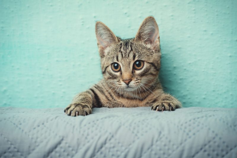猫のマーキング、やめさせることはできる？ （Ph／イメージマート）