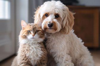 犬や猫の多頭飼いはどうすればうまくいくのか、犬と猫の違いは？　獣医師が解説する飼い主の気配りポイント