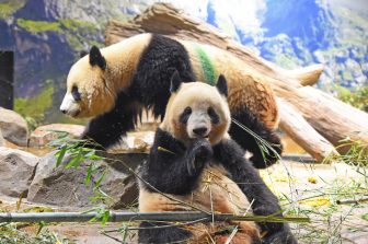 【上野動物園】双子パンダのトレーニングがステップアップ！2頭とも採血ができるように