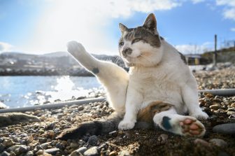 北海道の漁港で暮らす大きなボス猫・ケンジに視線集中！　地域住民に愛されるその秘密とは