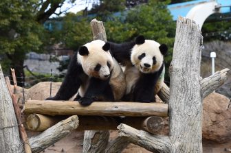 【上野動物園】もうすぐ繁殖期を迎えるジャイアントパンダ　取り組みや双子パンダの近況を紹介