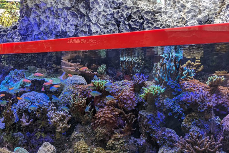 沖縄ではサンゴ礁の9割が40年前と比較して消滅していると言われていて、事態は深刻な状況