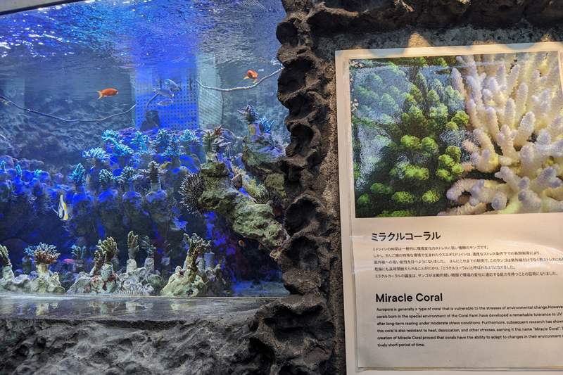 サンゴの苗は、魚たちと一緒の水槽で育てられ、ミラクルコーラルという耐性のあるサンゴが誕生。水槽の温度や環境管理も自然由来のものを採用