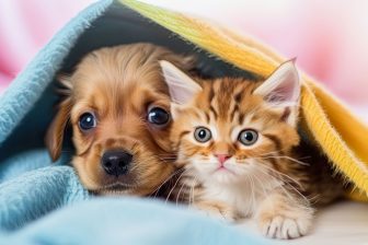 犬と猫は真逆？獣医師が教える「ペットと仲良くなる方法」、犬は飼い主のタイミング＆猫は猫のタ…