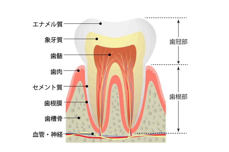 加齢などで歯茎が後退し、歯の根っこが露出すると柔らかい象牙質が露出され、刺激が神経に伝達しやすくなる