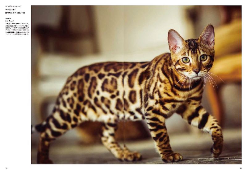 大自然で勇ましく駆ける「野生猫」と家で穏やかに暮らす「飼い猫」、それぞれのキュートな姿と生き様にフォーカス (1/1)| 8760 by postseven