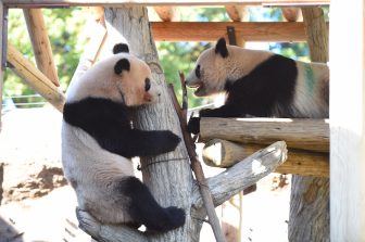 【上野動物園】工事後の屋外放飼場でジャイアントパンダの展示を再開！放飼場に戻って最初に行っ…