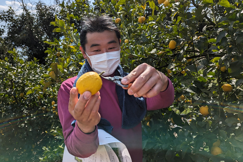 生口島では、誰が一番早く食べられるかを競う「レモン祭り」もあるとか。収穫体験をしながら地元の方との触れ合いも楽しめる