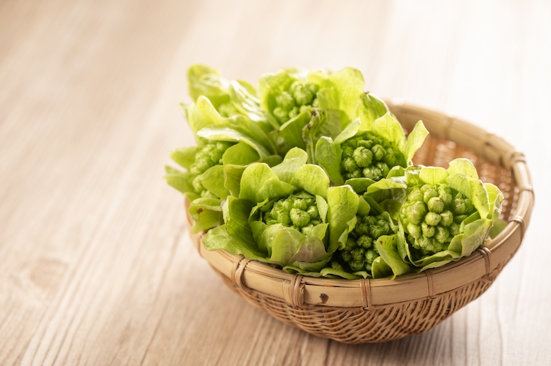 春の山菜に含まれる植物性アルカノイドやポリフェノールが「肝」の働きをサポート