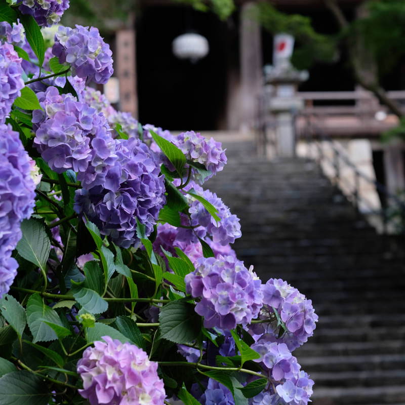 6月になれば紫陽花が見頃を迎える（長谷寺）