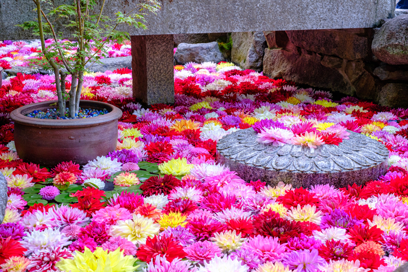 奉納されたダリアの花が池を彩る。GW限定（岡寺）