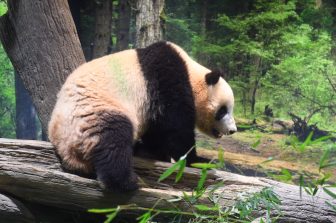 【上野動物園】双子パンダが4月からは別々の生活に！展示方法の変更や近況は？
