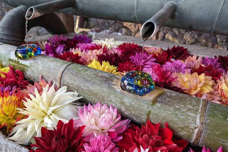 岡寺の花手水。地元で育てられた花