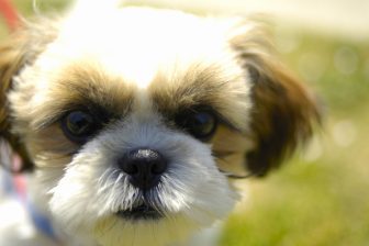 《犬の「目の病気」》結膜炎、白内障、角膜炎　予防や治療法、病状が進んだときに飼い主がやるべ…