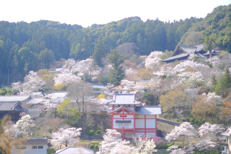 長谷寺の桜は例年4月中旬までが見頃