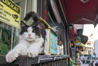 いたるところに猫、猫、猫！　”猫の楽園”イスタンブールで暮らすストレスフリーなにゃんこたちの姿