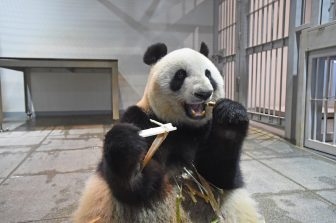 【上野動物園】ジュース氷でパンダたちも涼をとる？暑さに負けずに過ごすジャイアントパンダの近況