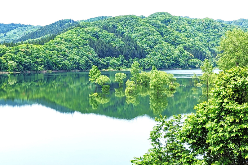 水没林（2024年5月撮影～岩手県・錦秋湖）
