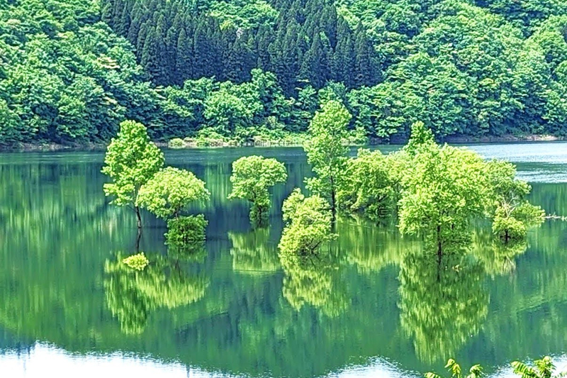 拡大してみると……本来は森の部分が水没し、湖から木が生えているよう（2024年5月撮影～岩手県・錦秋湖）